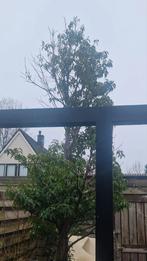 Portugese laurier boom, Ophalen, Halfschaduw, Overige soorten, 100 tot 250 cm