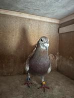 Postduiven, Dieren en Toebehoren, Vogels | Duiven, Mannelijk, Postduif