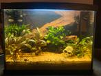 Superfish aquarium 60L met inhoud, Ophalen of Verzenden, Zo goed als nieuw, Leeg aquarium