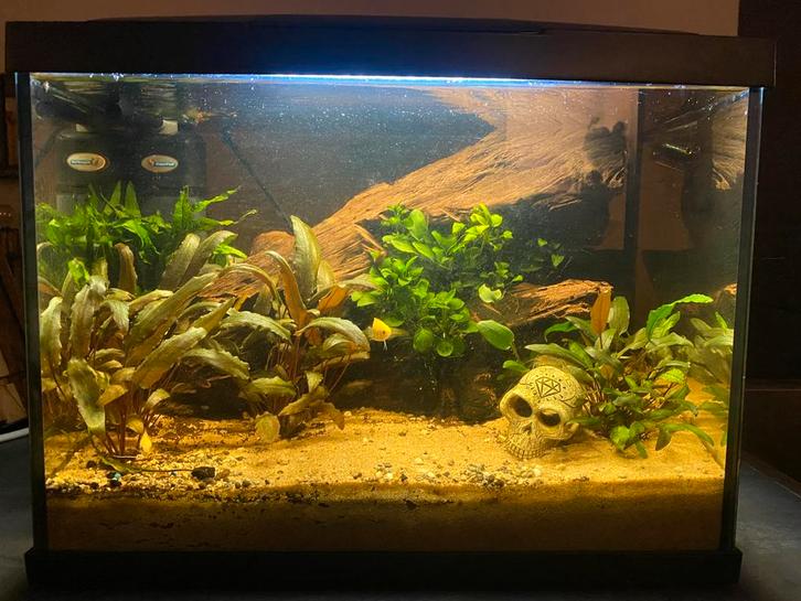 Superfish aquarium 60L met inhoud, Dieren en Toebehoren, Vissen | Aquaria en Toebehoren, Zo goed als nieuw, Leeg aquarium, Ophalen of Verzenden