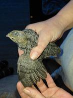 4 japanse kwartels italian freckeld, Geslacht onbekend, Overige soorten