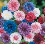 Zaden Korenbloem mix - Centaures Cyanus Ball mix, Verzenden, Voorjaar, Volle zon, Zaad