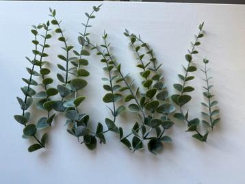 Neppe Eucalyptus Plant beschikbaar voor biedingen