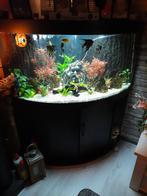 Hoek aquarium incl vissen bestand, Dieren en Toebehoren, Ophalen, Gebruikt, Gevuld zoetwateraquarium
