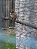 Zebravinken 2025, Meerdere dieren, Kleurkanarie