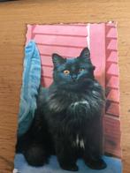 Kat, Verzamelen, Verzenden, Voor 1920, Gelopen, Hond of Kat