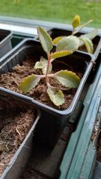 stekje Mother of thousand, Bommenwerper plant., Huis en Inrichting, Kamerplanten, Ophalen, Overige soorten, Halfschaduw, In pot