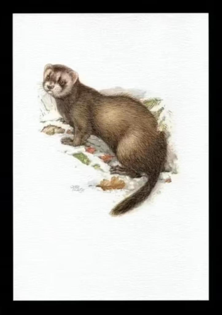 Bunzing Mustela Putorius Roofdier Kunstdruk., Verzamelen, Overige Verzamelen, Zo goed als nieuw, Ophalen of Verzenden