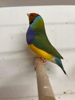 Gouldamadine man, Dieren en Toebehoren, Vogels | Overige Vogels, Mannelijk, Tropenvogel, Geringd