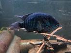 Zeer grote Jack Dempsey man 25cm, Dieren en Toebehoren, Vissen | Aquariumvissen, Vis