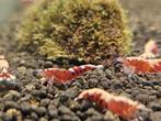 Pinto red skunk | caridina garnalen, Dieren en Toebehoren, Vissen | Aquariumvissen, Zoetwatervis, Kreeft, Krab of Garnaal, Schoolvis