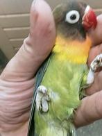Diverse kleuren agapornis personata 25 euro per stuk, Dieren en Toebehoren, Meerdere dieren, Dwergpapegaai of Agapornis