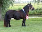 Shetlander NSPS merrie en veulen, Dieren en Toebehoren, Pony's, Merrie, A pony (tot 1.17m), Recreatiepony, 0 tot 2 jaar