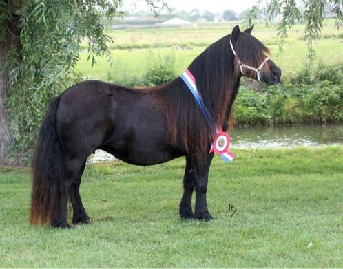 Shetlander NSPS merrie en veulen, Dieren en Toebehoren, Pony's, Merrie, A pony (tot 1.17m), Recreatiepony, 0 tot 2 jaar