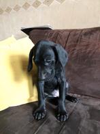 Duitse staande korthaar pups, Dieren en Toebehoren, Reu, 8 tot 15 weken, Meerdere, Duitse Staande hond