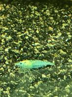 Blue Jelly (licht blauwe) garnalen HQ | Neocaridina, Kreeft, Krab of Garnaal, Zoetwatervis