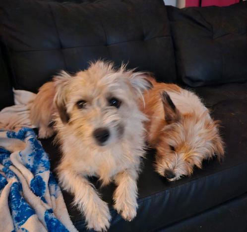 2 zusjes en 1 broertje van net 1 jaar ,bijna in Nederland, Dieren en Toebehoren, Honden | Niet-rashonden, Klein, Meerdere dieren