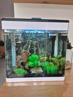 Klein aquarium superfish 20 liter panorama, Ophalen of Verzenden, Gebruikt, Gevuld zoetwateraquarium