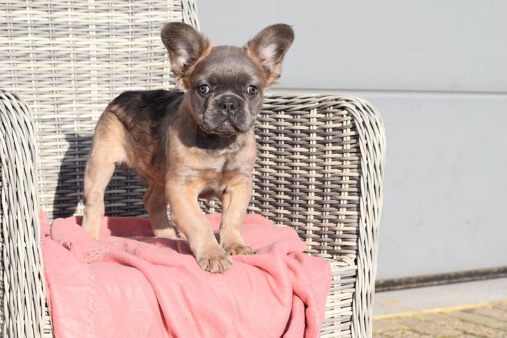 Franse buldog fluffy, Dieren en Toebehoren, Honden | Bulldogs, Pinschers en Molossers, Meerdere dieren, Bulldog, Fokker | Professioneel