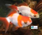 Sluierstaart Ryunkin Sarasa, Dieren en Toebehoren, Vis, Zoetwatervis, Schoolvis