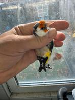 Wittekeel mojor, Dieren en Toebehoren, Meerdere dieren, Wildzangvogel, Geringd