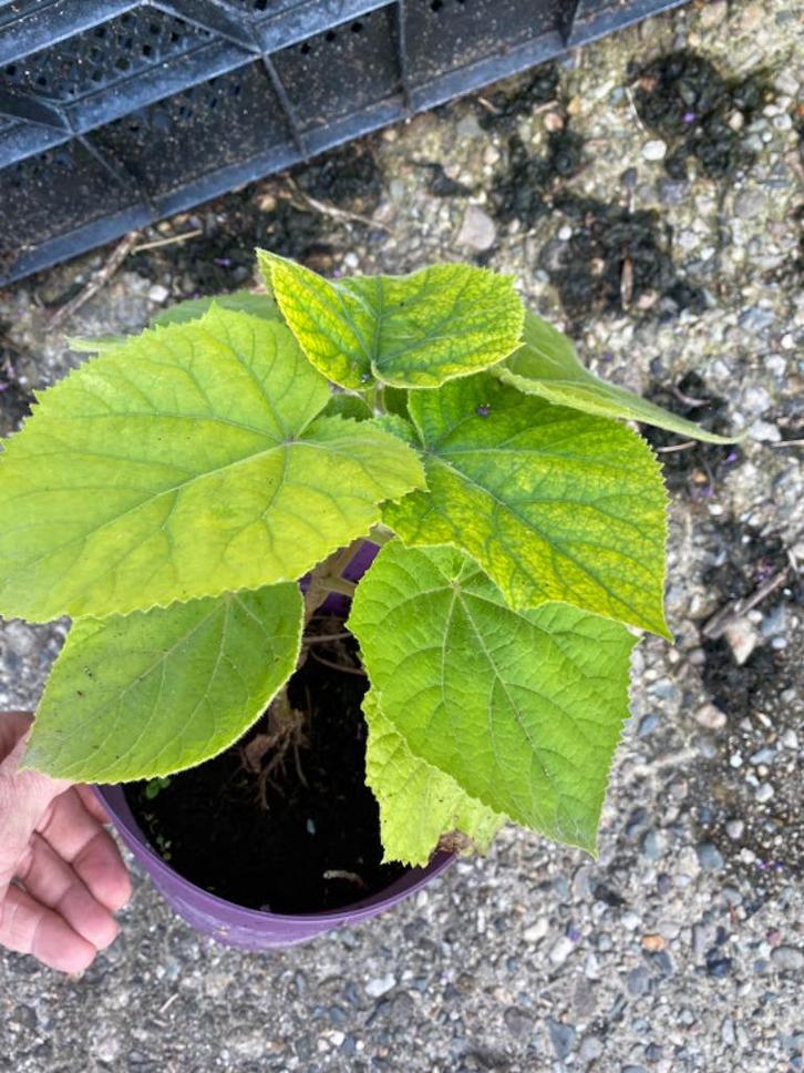 Boom/struik Paulownia tomentosa, Tuin en Terras, Planten | Bomen, Overige soorten, Minder dan 100 cm, Volle zon, Ophalen