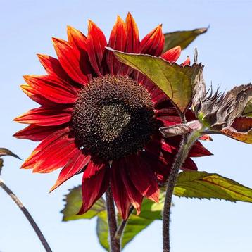 Zonnebloemen “Moulin rouge” beschikbaar voor biedingen