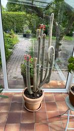Weberauerocereus van 1,50, vol met knoppen, Ophalen, Nieuw