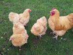 Orpington 3 hennen groot, Dieren en Toebehoren, Ophalen of Verzenden