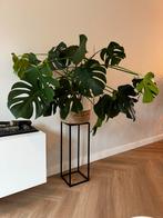 Grote, gezonde Monstera Gatenplant, Huis en Inrichting, Kamerplanten, Ophalen, Overige soorten, Halfschaduw, In pot