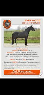 2 jaarling pony's te koop (hengst & merrie), Gechipt, 0 tot 2 jaar, C pony (1.27m tot 1.37m), Onbeleerd