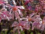 Degelijke Magnolia / Magnolia Loebneri Leonard Messel, Volle zon, Vaste plant, Lente, Ophalen