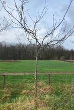 Hoogstamboom appel peer Elstar Jonagold Conference, Tuin en Terras, Planten | Fruitbomen, Ophalen, 250 tot 400 cm, Appelboom, Lente