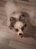 pomeriaan reutje, Dieren en Toebehoren, Honden | Poolhonden, Keeshonden en Oertypen, 15 weken tot 1 jaar, Reu, Eén hond, Nederland