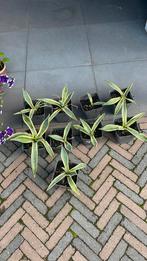 Winterharde agaves, Ophalen of Verzenden
