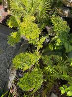 Vormsnoei 10 schijven, Ophalen of Verzenden, Overige soorten, Minder dan 100 cm