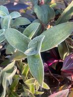 Tradescantia sillamontana stekjes, Overige soorten, In pot, Minder dan 100 cm, Groene kamerplant
