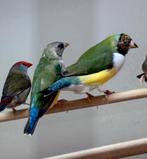 Gouldamadines, Meerdere dieren, Tropenvogel