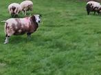 Bonte en witte ooien tekoop, Dieren en Toebehoren, Schapen, Geiten en Varkens, Meerdere dieren, Schaap