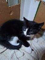 Beschikbaar zwart wit katertje😻 super lief, Meerdere dieren, Kortharig, 0 tot 2 jaar