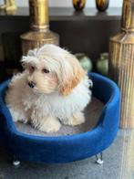 Maltipoo, Dieren en Toebehoren, Particulier, Rabiës (hondsdolheid), Teef, Nederland