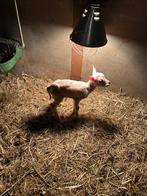 Te koop leblam, Dieren en Toebehoren, Schapen, Geiten en Varkens, Mannelijk, Schaap