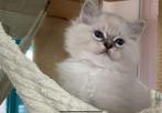 PRACHTIGE RAGDOLL KITTENS MET STAMBOOM, Meerdere dieren, Gechipt, 0 tot 2 jaar