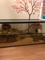 Groot hamster terrarium met 2 dwerghamsters en toebehoren, Ophalen, Hok, Hamster, Minder dan 60 cm