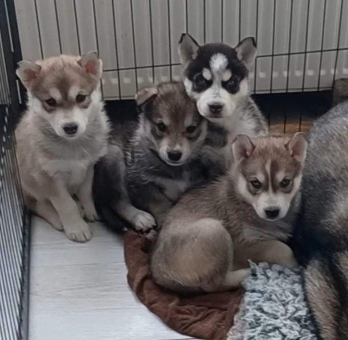 Wolfhond-Husky Puppys, Dieren en Toebehoren, Honden | Poolhonden, Keeshonden en Oertypen, Meerdere dieren, Poolhond, Particulier