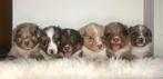 Border collie x Australian shepherd pups, Dieren en Toebehoren, Particulier, Meerdere, 8 tot 15 weken, Meerdere dieren