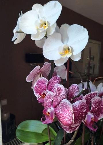 Orchideeën 8 potjes diverse kleuren beschikbaar voor biedingen