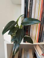 Philodendron Cobra, Huis en Inrichting, Kamerplanten, Ophalen, Overige soorten, Halfschaduw, In pot