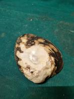 mosselschaaltje van schelp, Ophalen of Verzenden, 'T Olde Gre-j, Info@toldegrej.nl, Endepoelstraat 20f Didam