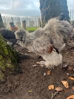 Usa zijdehoender haantjes 6 maand, Dieren en Toebehoren, Mannelijk, Kip